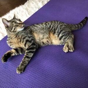 inYin Healing Yin Yoga Free Consultation Wellness Holistic Health